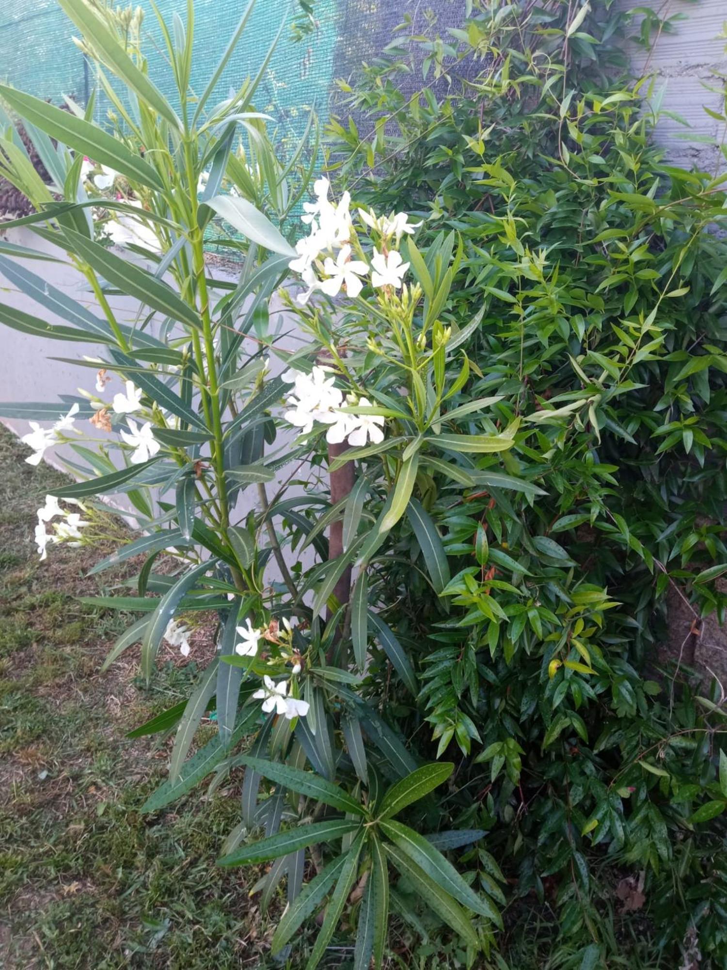 A Chainita Caldas De Reis